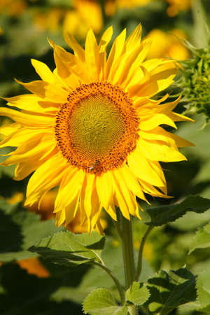 sunflowerの写真素材
