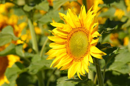 sunflowerの写真素材