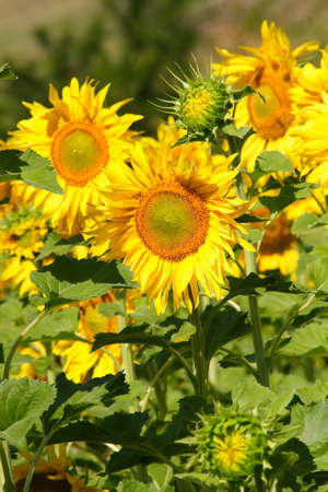 sunflowerの写真素材
