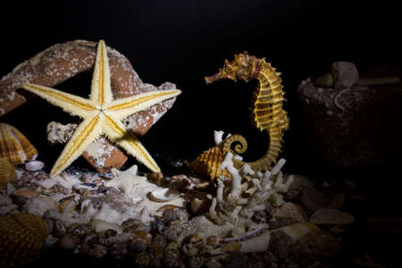 seabed photographed on dark backgroundの写真素材