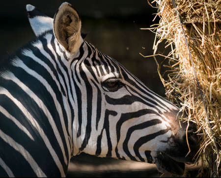Zebra photographed in the foregroundの写真素材