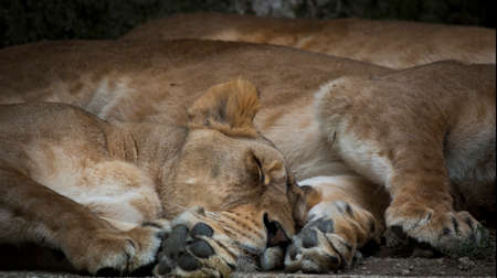 resting lions