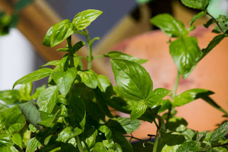 basil leaves photographed on a plant
