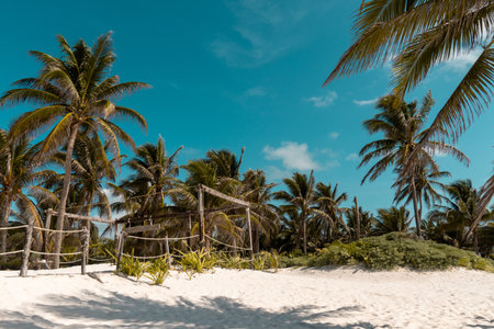 Palm trees on a tropical beach in Cayo Largo, Cuba