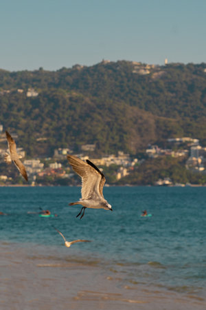 seagull flying in a beautiful blue sky with the sea in the backgroundの写真素材