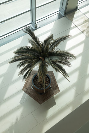 Palm leaf shadow on a green wall background. Olive color stylish flat lay with trendy shadow and sun lightの写真素材