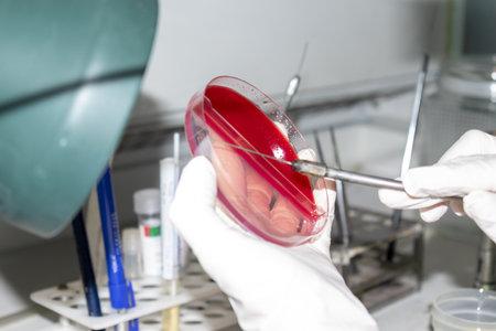 Clinical laboratory worker holds petri dish in laboratoryの写真素材