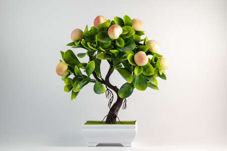 Bonsai for decorations house and garden isolated on white backgroundの写真素材