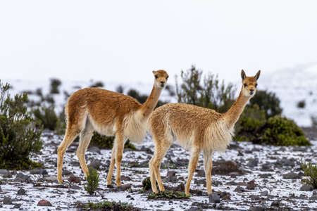 VicuÃ±as walking on the snow of the chimborazo volcanoの写真素材