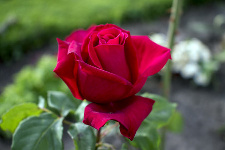 Beautiful red rose flower in the garden, close-up.の写真素材