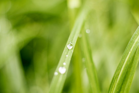 Water drops on the green grass in the morning. Nature background.