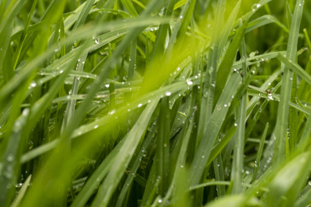 Green grass with dew drops close-up. Natural background.の写真素材