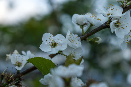 White flowers on a branch of a blossoming cherry tree in springの写真素材