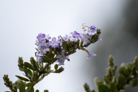 Lavender flowers on a blurred background. Selective focus.の写真素材