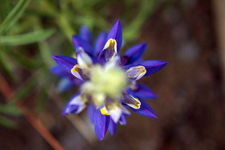 Flowering purple crocus (lat. Crocus sempervirens)の写真素材
