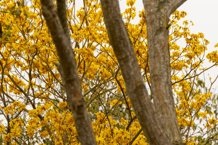 Yellow flowers blooming on the tree in the park. Selective focus.の写真素材