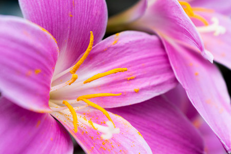 Close-up of pink crocus flower in bloom. Macro shot.の写真素材