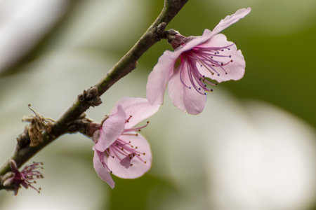 Close-up of pink cherry blossoms on a peach tree in springの写真素材