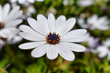 Close up of a beautiful white daisy flower in the garden.の写真素材