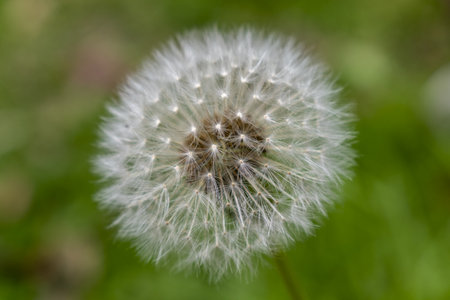 Close-up of a dandelion on a green background.の写真素材