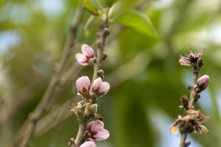 peach blossom on tree in spring, close-up imageの写真素材