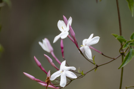 Jasmine flower (Rangoon Creeper) in the gardenの写真素材