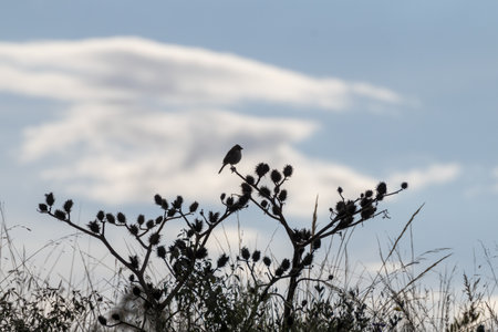 A black bird perched on a dry thistle plant in the Okavango Delta, Botswana.の写真素材