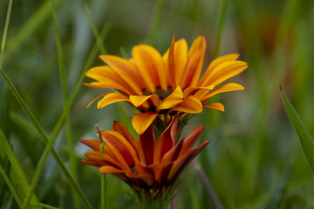 Gazania is a genus of flowering plants in the daisy family.の写真素材