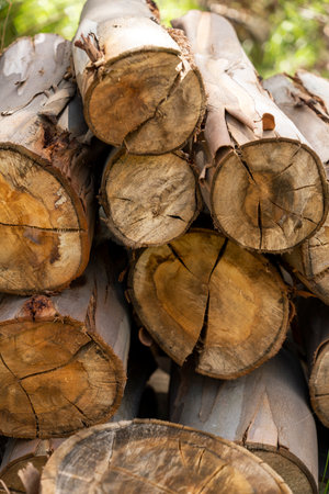 Pile of firewood in the forest, close-up.の写真素材