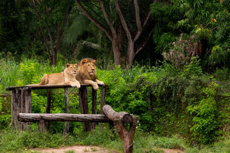 Couple of lions resting in a zoo open sky with a background of native vegetation in brazilの写真素材