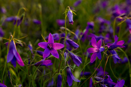 violet flowers a spring day in mayの写真素材