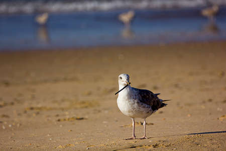 seagull close-up on the beach with stick in its beakの写真素材