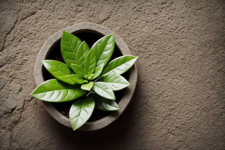Green plant in pot on cement background, top view, copy spaceの素材