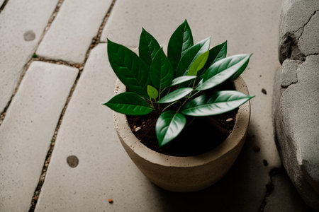 Ficus tree in a pot on the background of a brick wallの素材