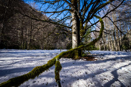 Large leafless beech in the foreground with moss covered branches in winter. Snowy ground. Beech forest on a cold sunny day in Ordesa y Monteperdido National Parkの写真素材