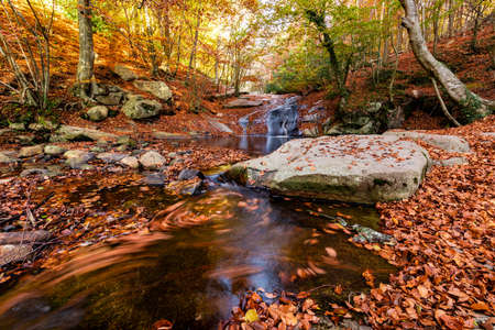 View of a stream forming a swirl of leaves in the foreground in a colorful autumn forest in Montseny in Barcelona, beech forest, beech forest.の写真素材