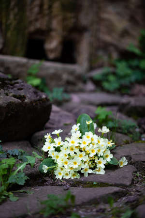 Vertical image of Primrose or Primrose flowers. Bouquet of small yellow flowers borne in the sandwiched ground in an old mountain villageの写真素材