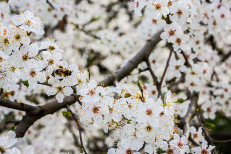 Bee pollinating almond tree in bloomの写真素材