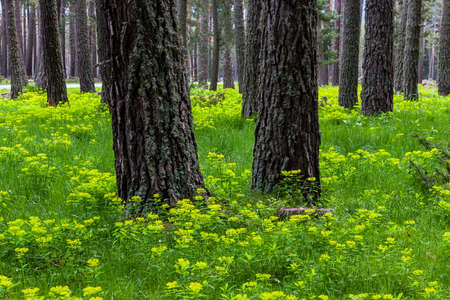 forest with two trees in the foreground and flowered ground
