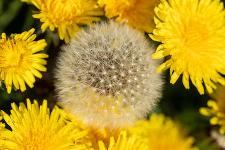 Yellow dandelion flowers. Bright sunlight with dark backgroundの写真素材