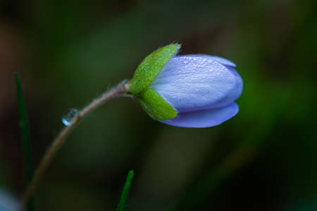 A small purple flower with small dew drops and unfocused background. Elegant image of a delicate and beautiful closed flowerの写真素材