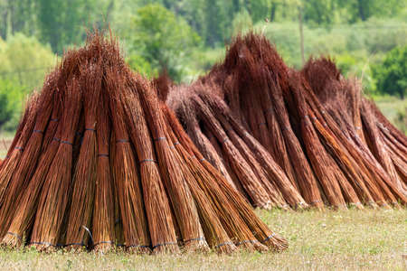 Wicker harvest. Large piles of wicker branches drying in the sun. Reddish and brown color with green vegetation backgroundの写真素材