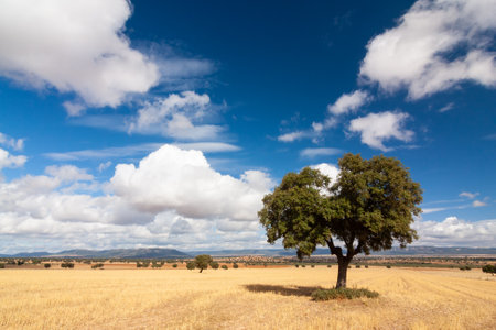 Panoramic of a pasture with holm oak as protagonist and blue sky and cloudsの写真素材