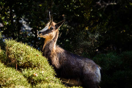 Chamois peeking out of the forest with showy chiaroscuro of sun and shadeの写真素材