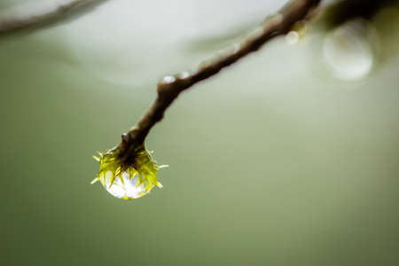 Raindrops hanging from the branches in the forest after the rain. Minimalistic image with blurred backgroundの写真素材