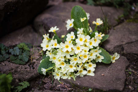 Horizontal image of a bouquet of Primrose that are among the first plants to bloom in spring. Bouquet of flowers born in the terraced soil of an old townの写真素材
