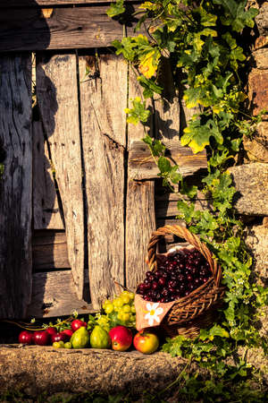 Vertical still life image of fruits with cherries as protagonists in a wicker basket and rustic look. Surrounded by green creeper leaves and stone and wood wall background. Warm evening lightの写真素材