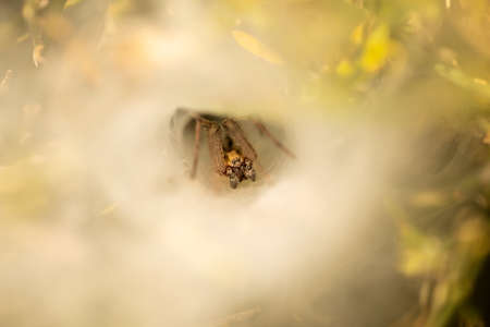 Spider lurking at the entrance to your spiderwebの写真素材