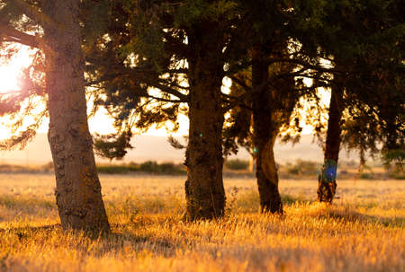 Group of trees backlit at sunset and golden grass