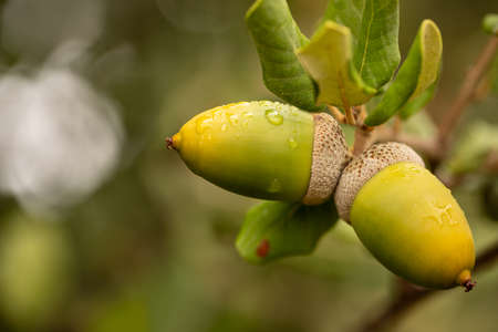Acorn on tree branch with warm light and unfocused backgroundの写真素材